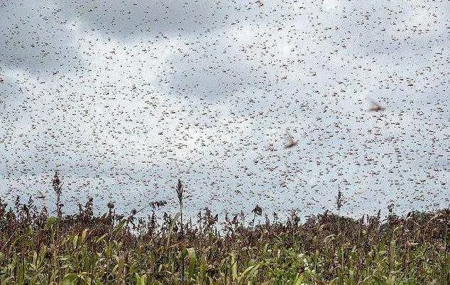 印度蝗灾是否会进一步蔓延?解决之道在哪里?