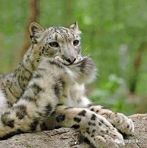 咬尾巴的雪豹呆萌的干脆面睡着的小金毛让我们暖你一下好么