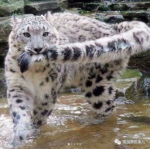 咬尾巴的雪豹呆萌的干脆面睡着的小金毛让我们暖你一下好么