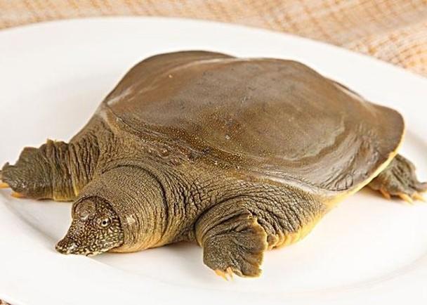 "甲鱼拟列禁食之列"引发社会争议