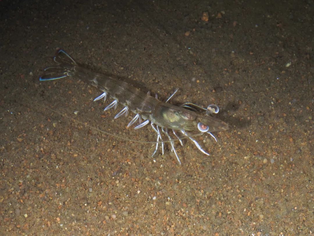 美人虾颜值这块我捏得死死的做保洁也是