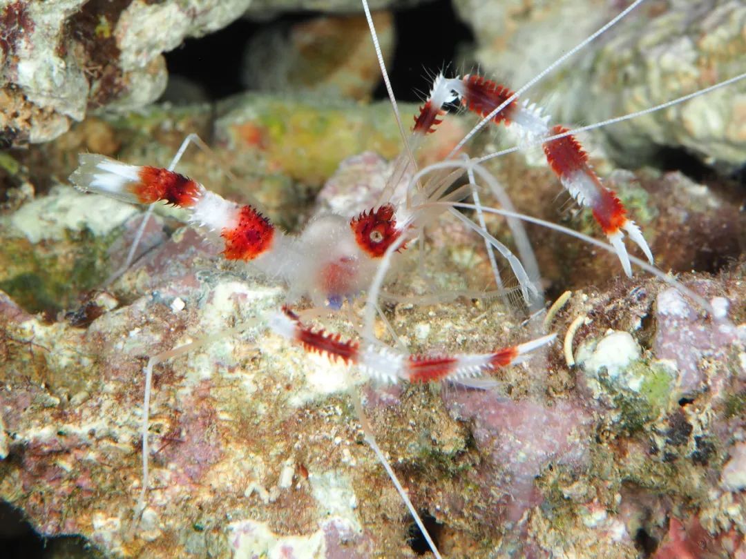 没错,细看猬虾,它的身上布满了小刺,真的活脱脱一只小刺猬.