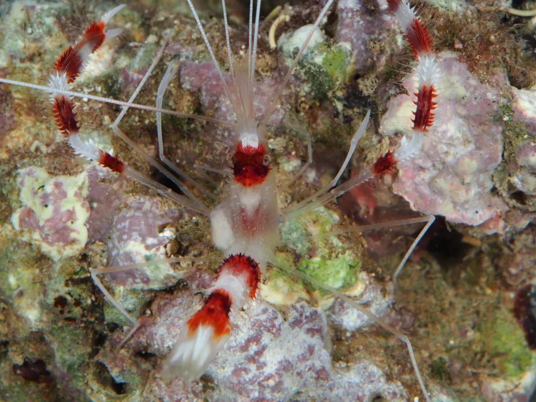 美人虾:颜值这块我捏得死死的,做保洁也是