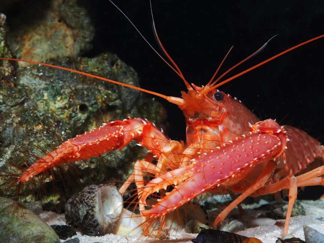 美人虾颜值这块我捏得死死的做保洁也是