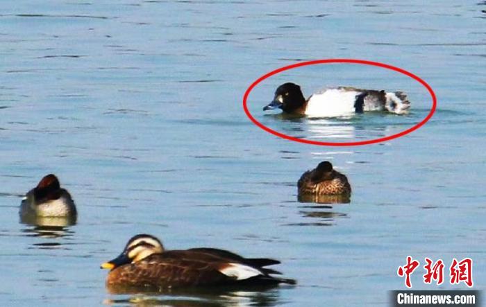 世界极危鸟类青头潜鸭 现身 浙江龙游 手机新浪网