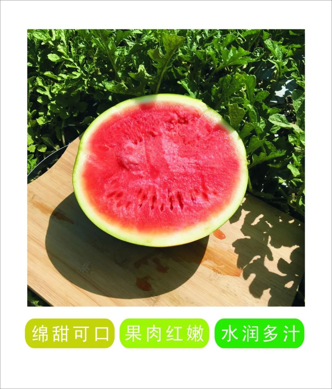 万宁和乐英豪半岛250万斤无籽西瓜急寻"主人"|半岛_新浪新闻