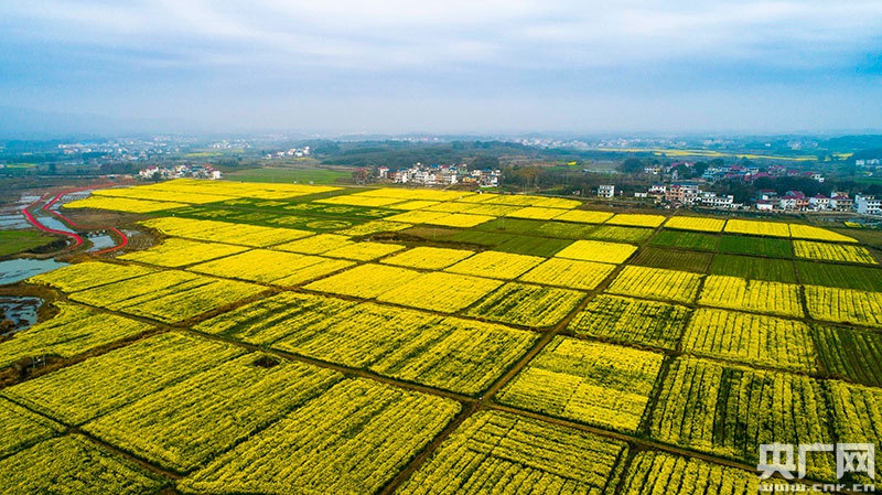 镜见江西赣北油菜花进入盛花期