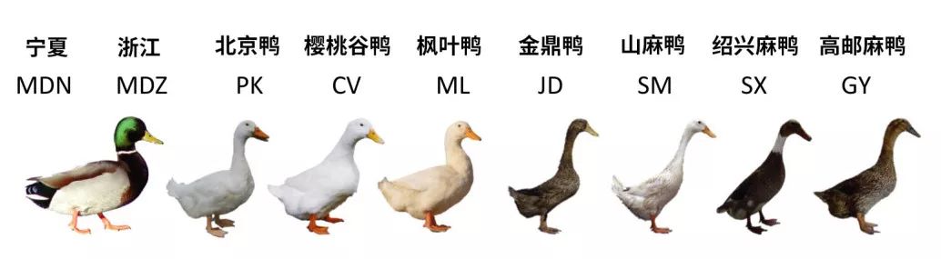 参与此研究的鸭鸭们来自9个品种:mdn和mdz为野生绿头鸭;pk,cv和ml为肉