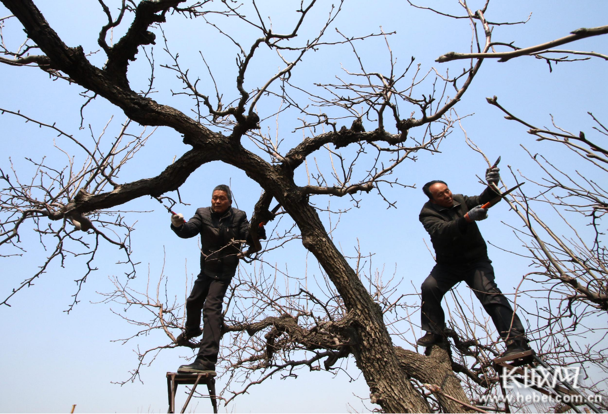 邯郸市永年区东杨庄镇许庄村的果农在给梨树剪枝.