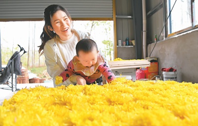 返乡创业的安徽省淮南市寿县迎河镇禹临村村民徐纪龙通过引进黄山贡菊、金丝皇菊等新品种,带领村里60多户村民发展菊花种植增加收入。 陈 彬摄(人民视觉)