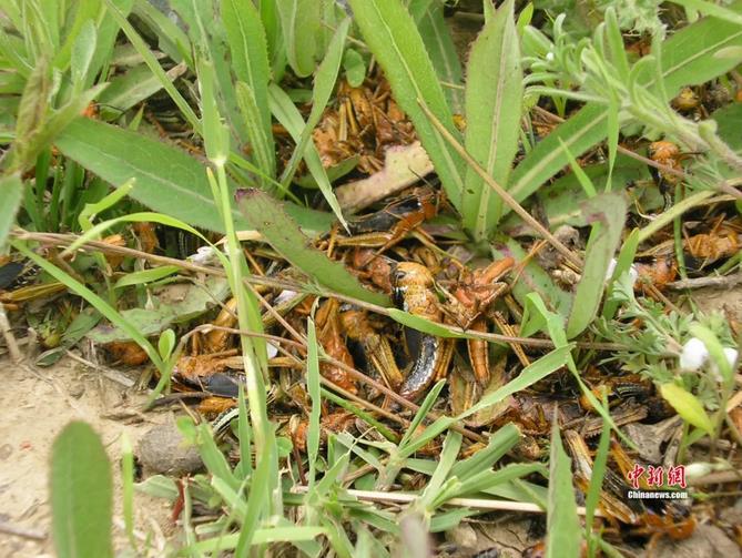 图为防治后的西藏飞蝗.王文峰 供图