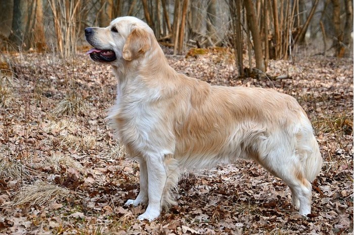 寿命差1倍为什么小型犬比大型犬活得久 手机新浪网 寿命差1倍为什么小型犬比大型犬活得久 手机新浪网