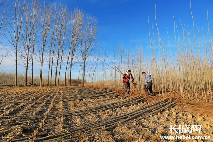 记者走基层唐山滦南树苗种植促增收