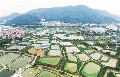 3月11日，无人机拍摄的广东佛山市南海区基塘农业保护区。新华社发