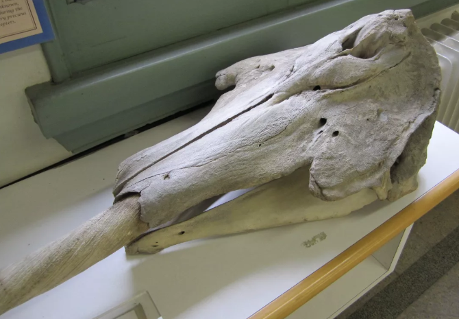 中国美術 時代物 老獨角鯨 歯牙 一角鯨 本鼈甲 杖 本物/長さ約90cm 中国美術 時代物 老獨角鯨 歯牙 一角鯨 本鼈甲 杖 本物/長さ約90cm