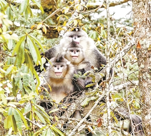 云南野生动植物安居乐土