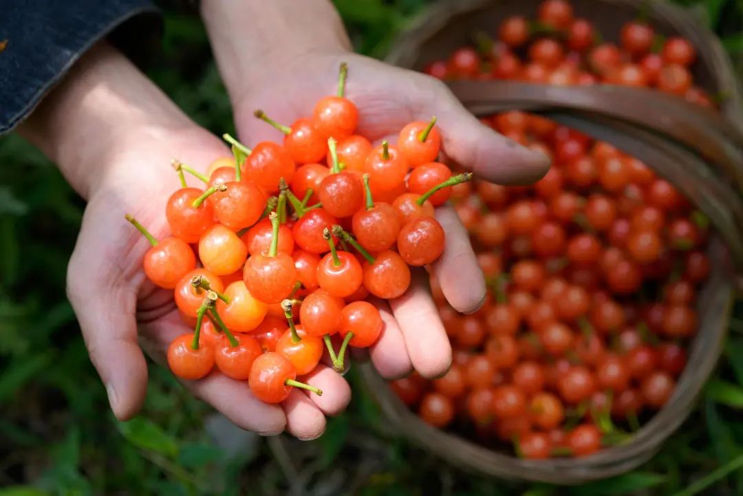 2019年4月16日,贵州镇宁马厂镇茂良村果农展示刚采摘的樱桃.