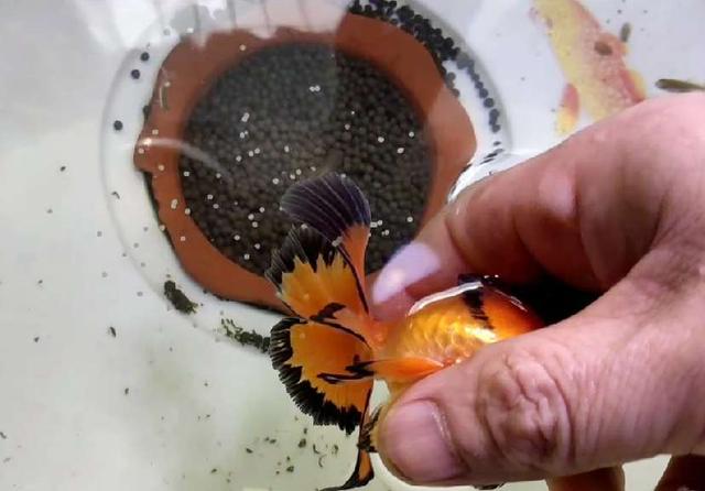 金鱼在鱼缸追逐即将产卵,如何不败坏水质,可以给它挤鱼卵吗?