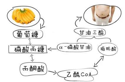 范冰冰分享的断糖疗法对减肥到底有没有用