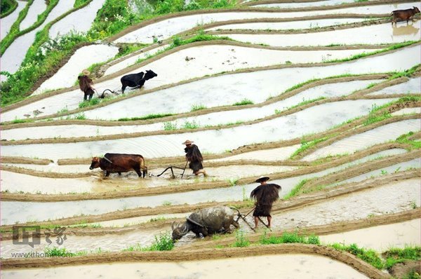 其图是把二开红纸或黄纸印上全年农历节气,还要印上农夫耕田图样,名日
