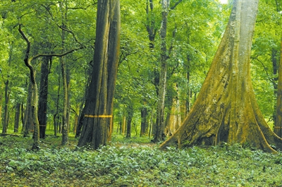 [树木传奇]柚木:佛国嘉客 万木之王|缅甸|云南_新浪新闻