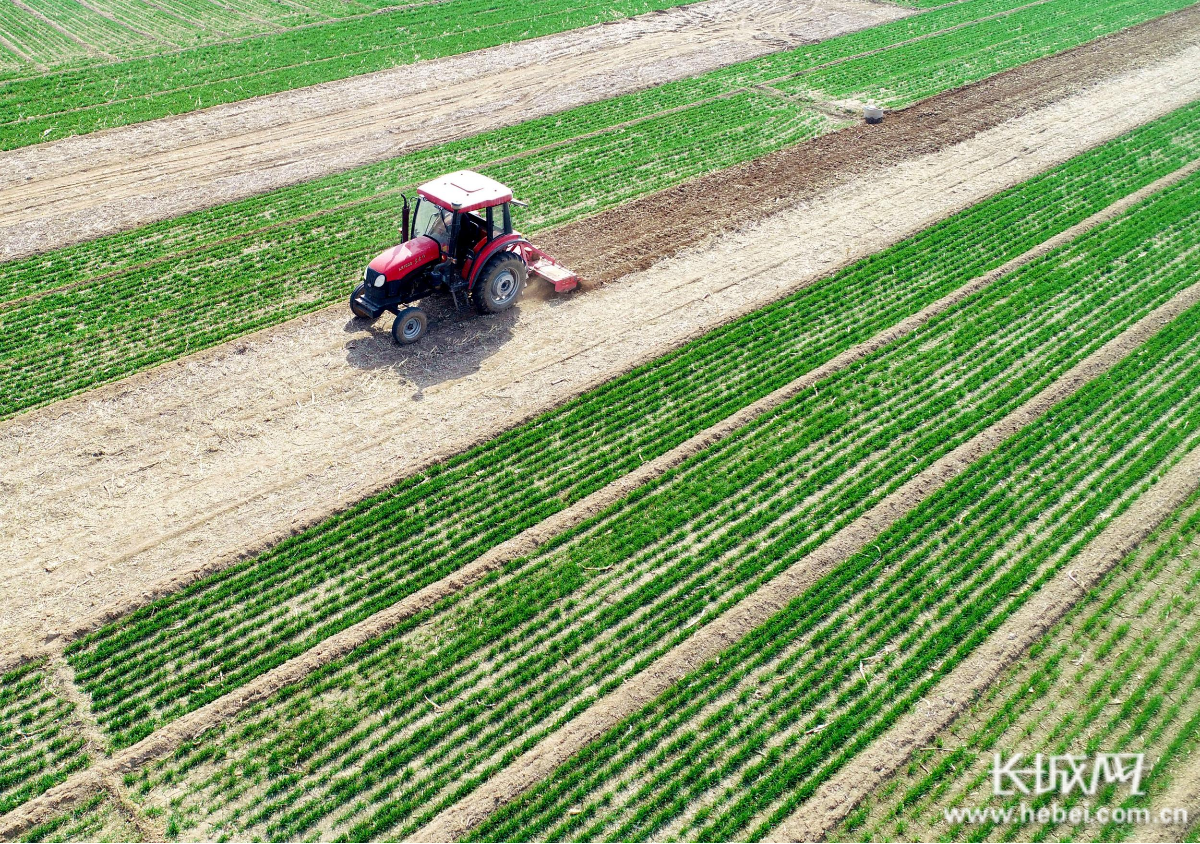 夺取疫情防控和经济社会发展双胜利记者走基层唐山市丰润区春分时节