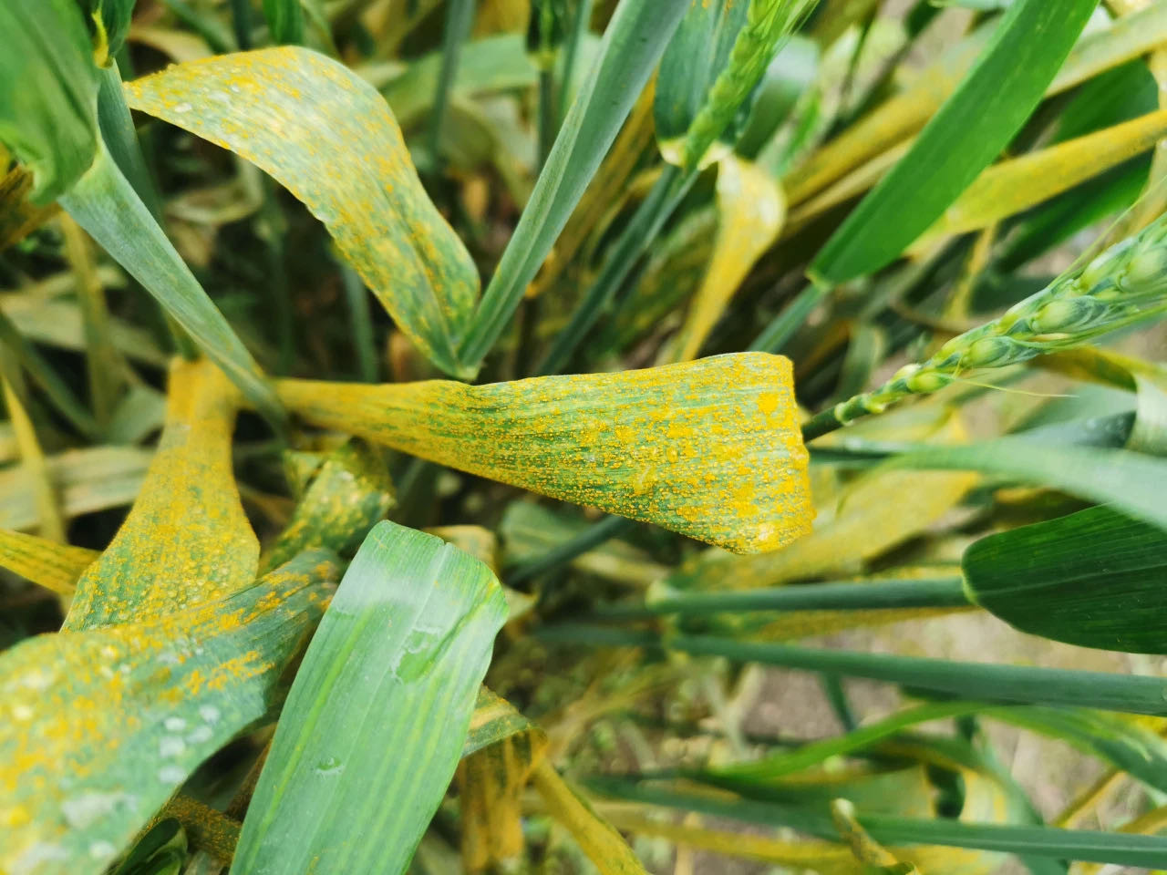 警惕小麦条锈病十年来最重威胁产量