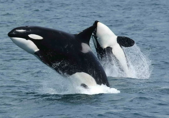 哺乳动物寿命排行_生物的寿命排名——最短暂与永生的生命