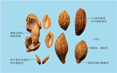 诃子:果实呈卵形或椭圆形,长2.4cm,直径2~2.5cm.
