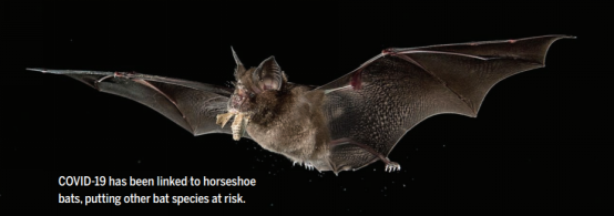 赵华斌在科学发文呼吁全面认识蝙蝠