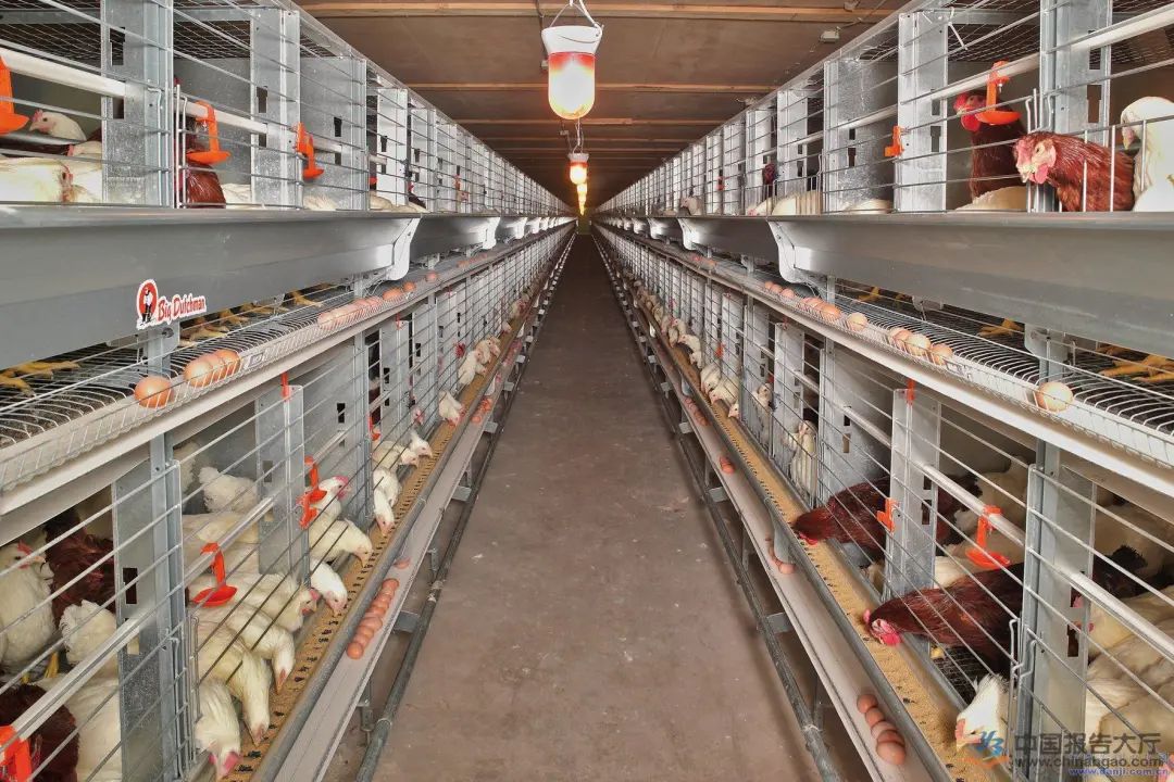 抗击疫情 山东畜牧在行动 | 专家指导复工复产的养殖企业做好防疫安全