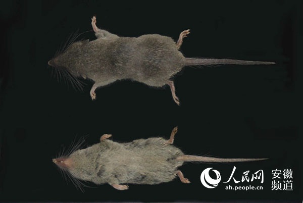 安徽黄山景区发现哺乳类新物种