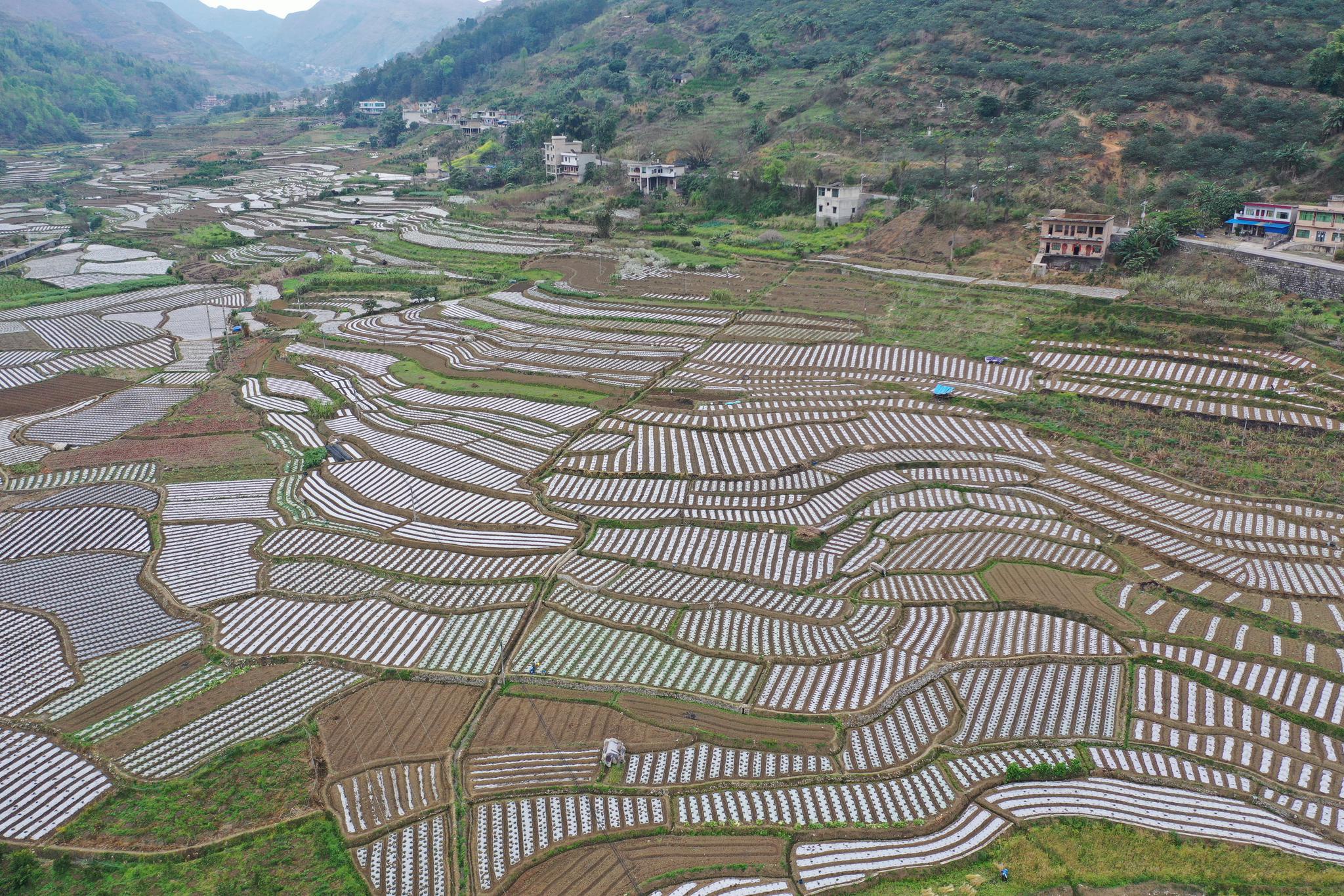 贵州:高原春耕图