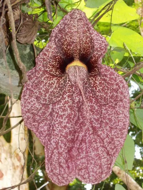 我被这些"丑"花惊到了