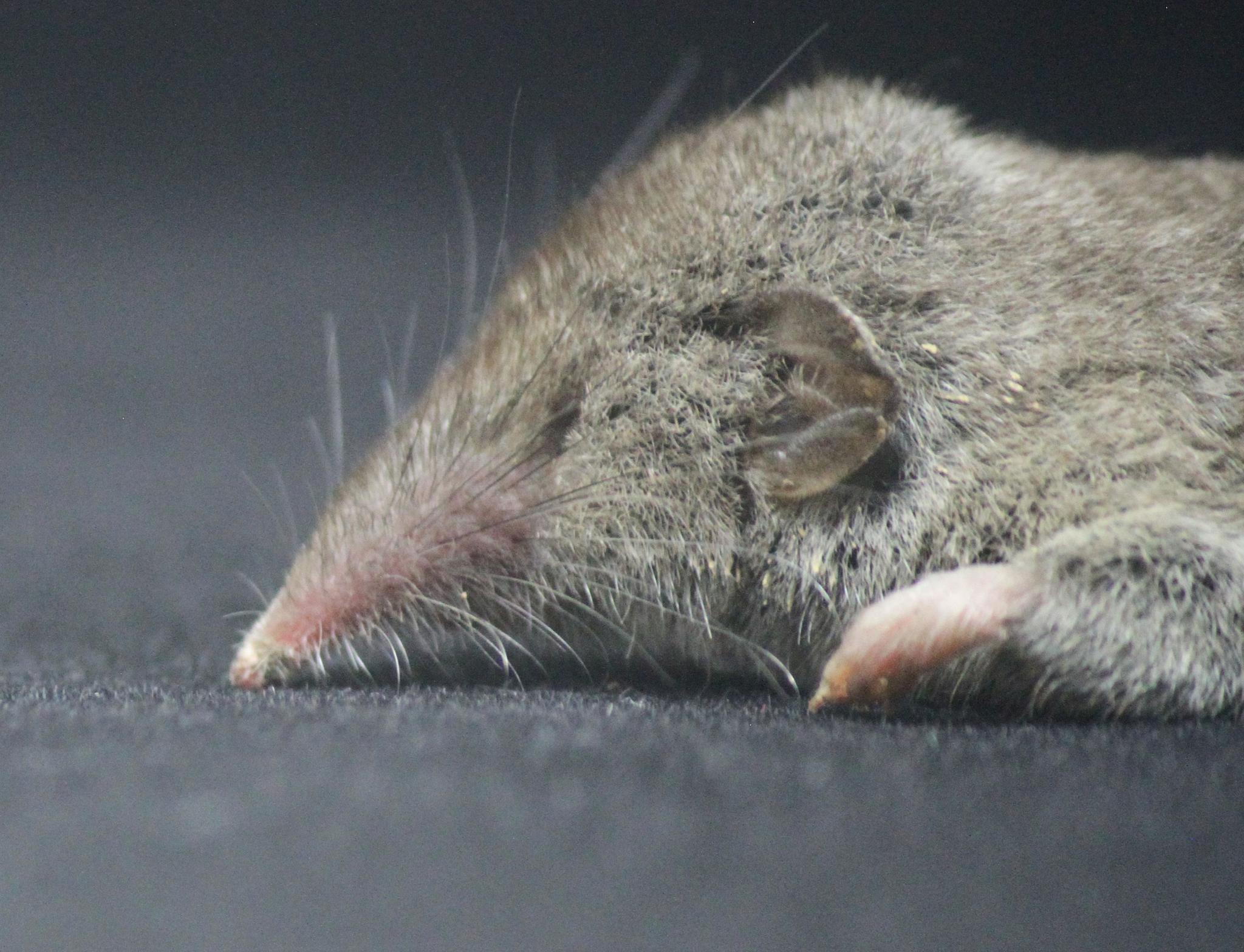 黄山景区发现两个新物种 被命名安徽麝鼩,黄山小麝鼩