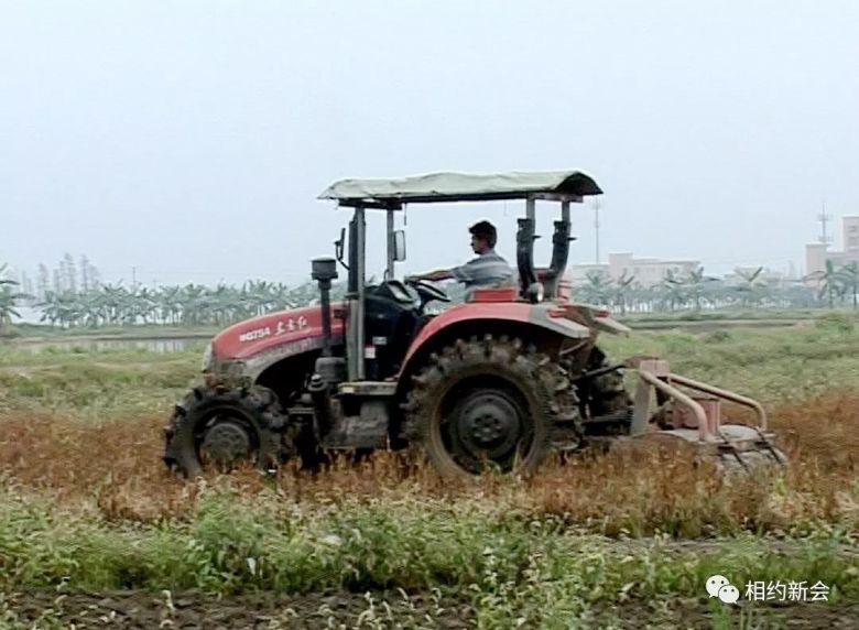 大鳌镇农户驾驶手扶拖拉机开犁平整稻田