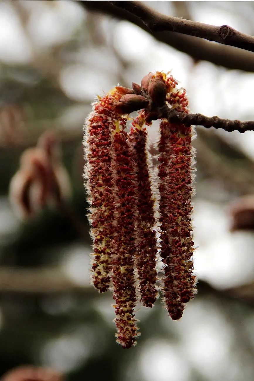 它就是——杨树的花序(作为其他类似柔荑花序的代表)!