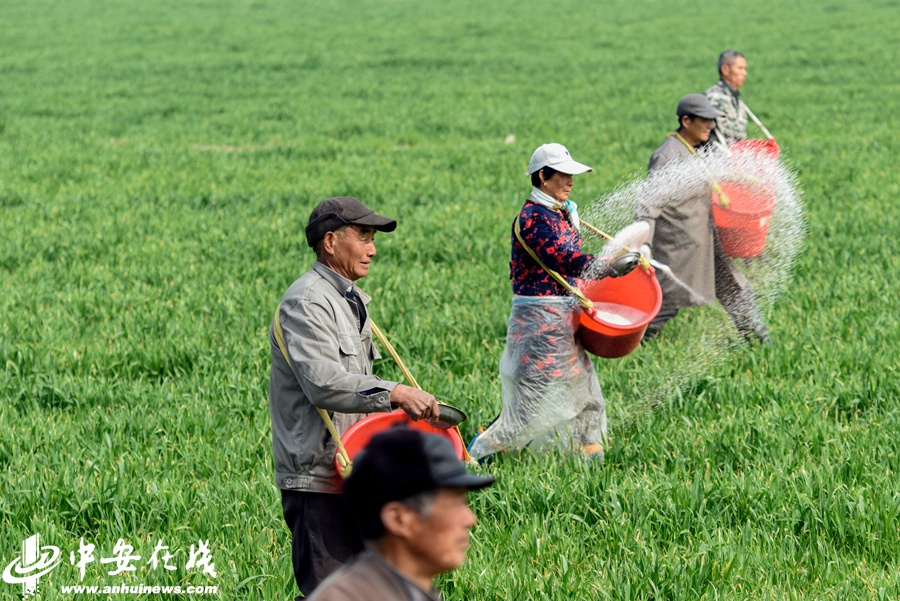 合肥:春耕时节,在田野里播撒希望【组图】|春耕|备耕|庐江县_新浪新闻