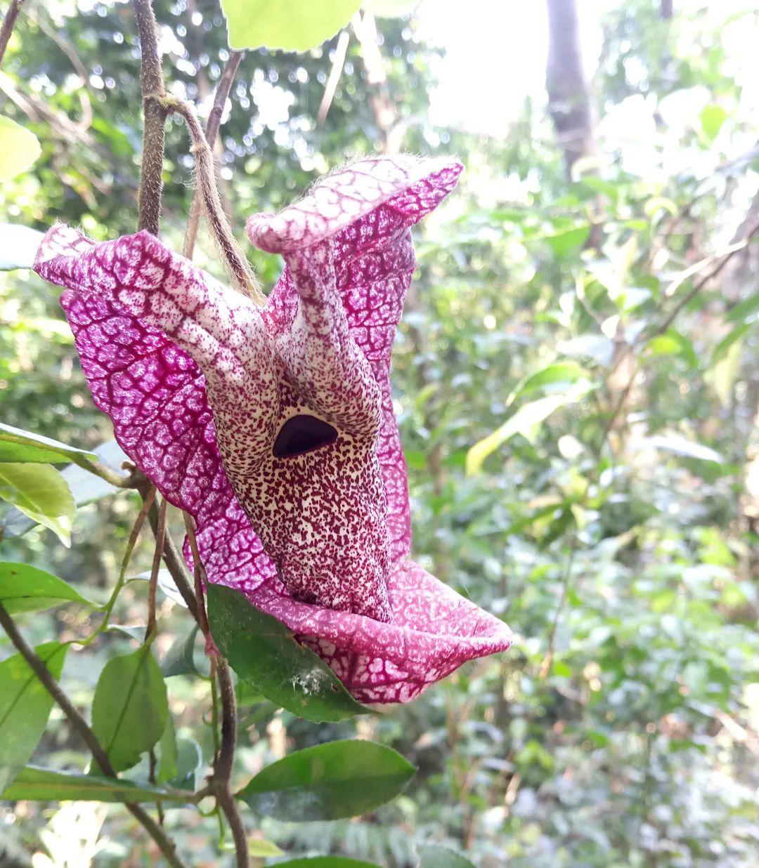 大自然的"鬼斧神工"!我被这些"丑"花惊到了