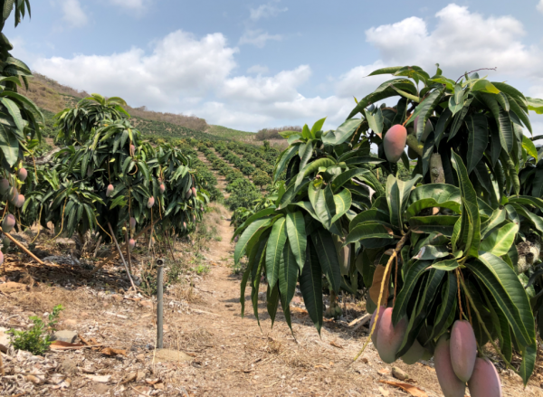 海南芒果销售受阻苏宁超市原产地直采来解围