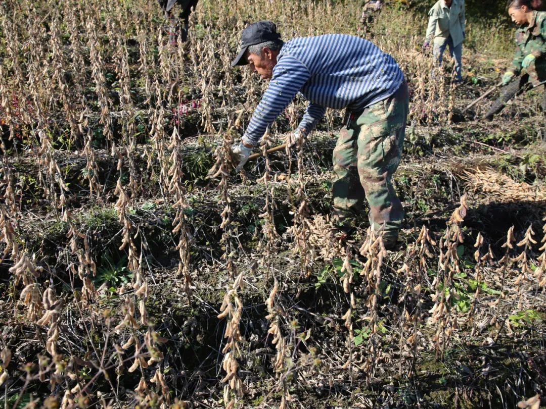 嘎嘣脆的炒黑豆咸香可口一吃就上瘾诺亚一条生活馆