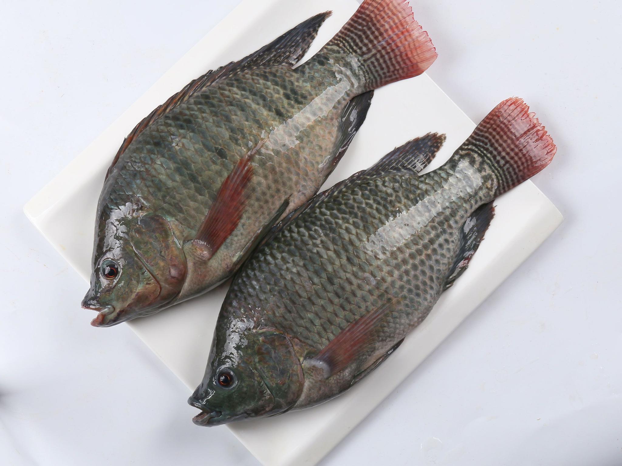 罗非鱼出口订单下滑国际疫情蔓延或迫使行业转型