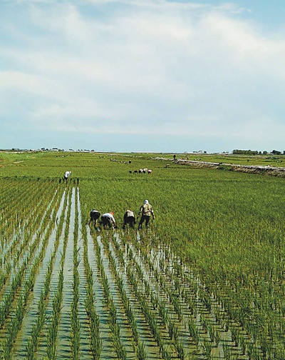 在吉林松原市前郭尔罗斯蒙古族自治县查干湖镇欣发村，农民在有机稻田中除草。本报记者 孟海鹰摄（资料图片）