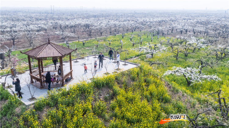 航拍石家庄赵县云游梨花海