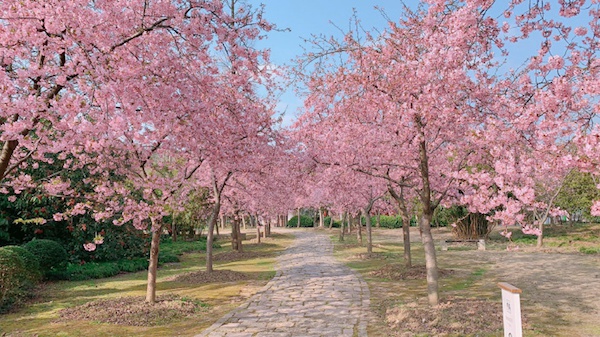 一起"云赏樱",让粉嫩的春意点亮心情上海顾村公园樱花盛开 澎湃新闻