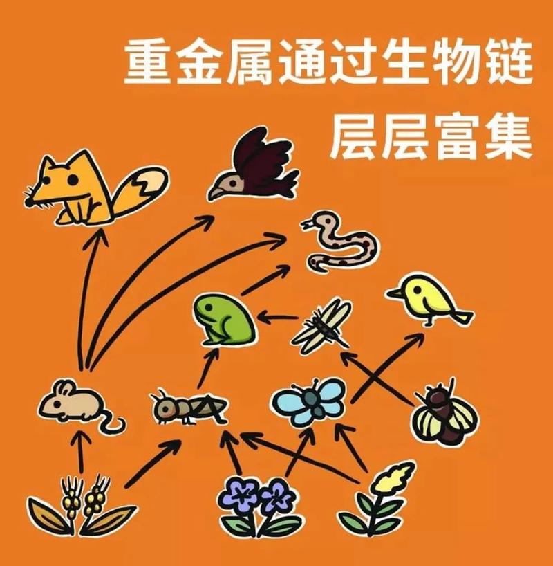 吃野味会吃到有毒的重金属