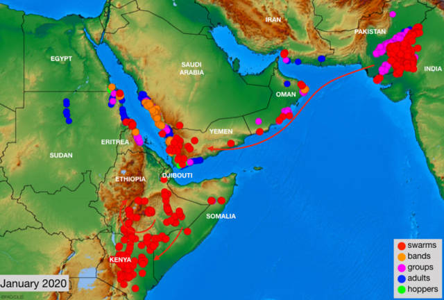 从太空看蝗虫：巴基斯坦蝗灾影响有多大？(图)