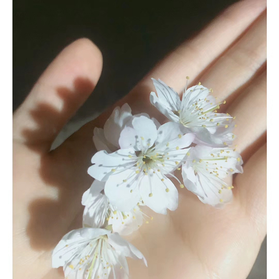 徐珊珊拍摄今年的樱花。