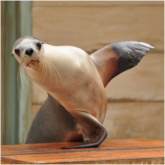 如果想找对象你就拍拍手灰海豹的水下手语