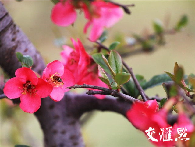 南京莫愁湖公园早花品种海棠盛开一片片红色花海